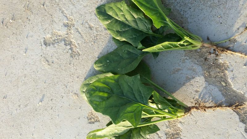 大叶菠菜10~15厘米