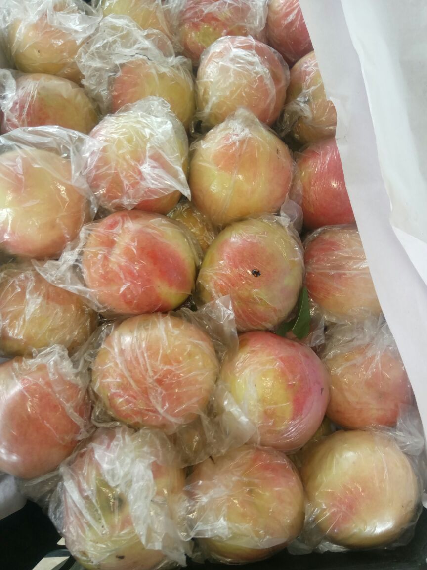 山西运城市万荣县毛桃 75mm以上批发_张斌供