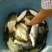 池鲤鱼食用1~2公斤
