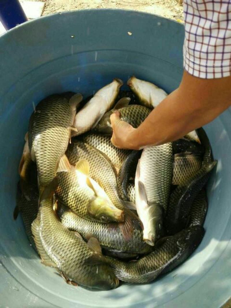 池鲤鱼食用1~2公斤