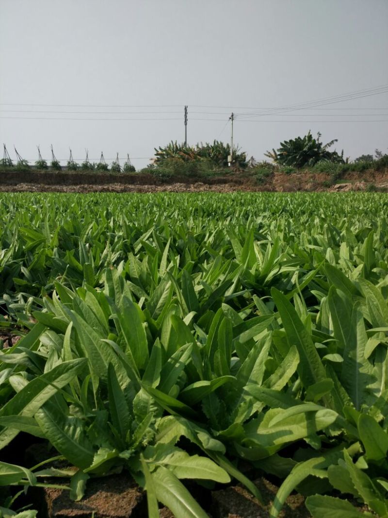 红香油麦菜30~35厘米以上