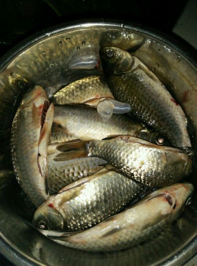 杂交鲫鱼食用