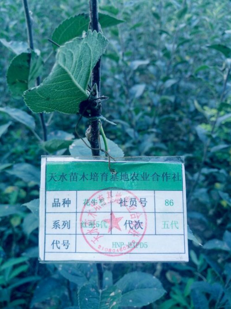 甘肃天水花牛苹果树苗天水发货