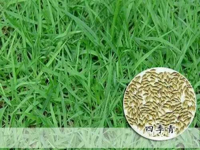 优质四季青草种多重检测提纯人工分拣优质草种