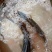 池鲤鱼食用1~2公斤