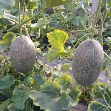 西州蜜瓜3斤以上长形