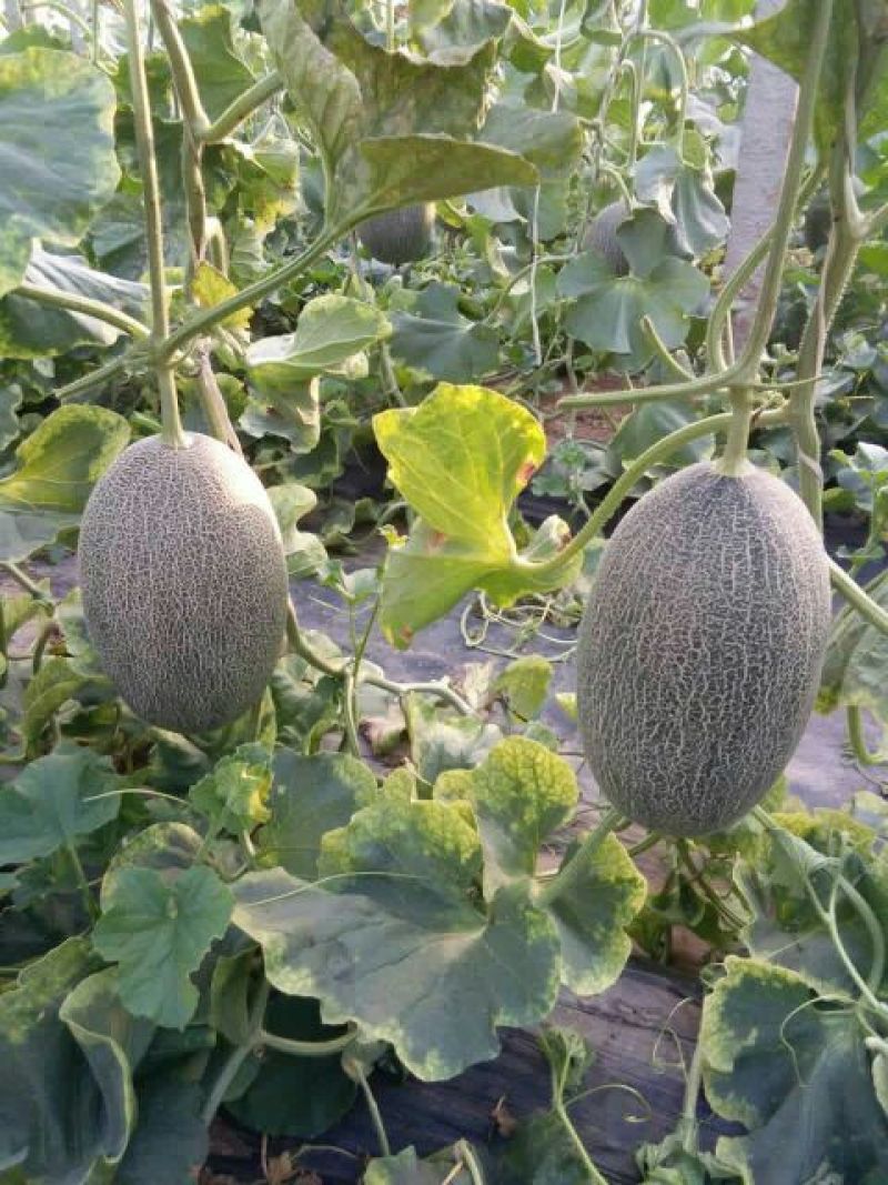 西州蜜瓜3斤以上长形