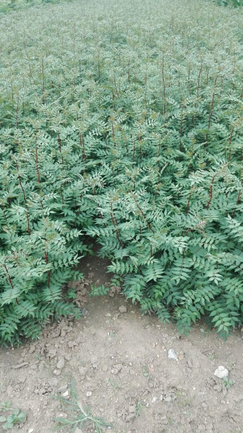 花椒苗0.5~1年