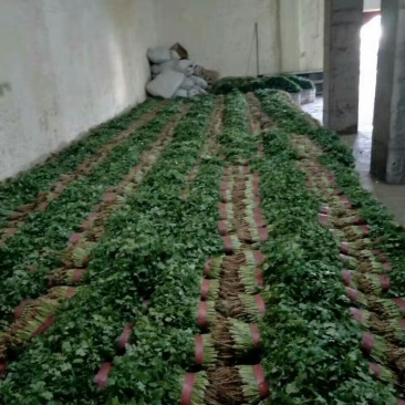 香菜15~20厘米以上