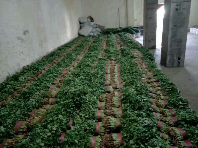 香菜15~20厘米以上