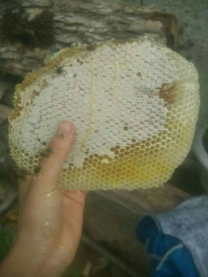 土蜂蜜