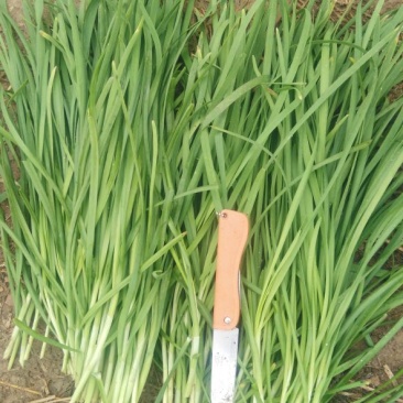 大叶韭菜头茬