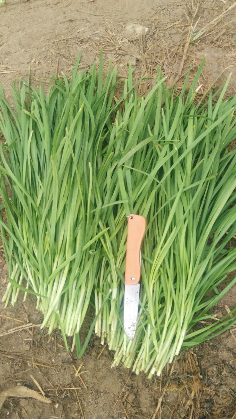 大叶韭菜头茬
