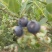 蓝丰蓝莓6~8mm以上