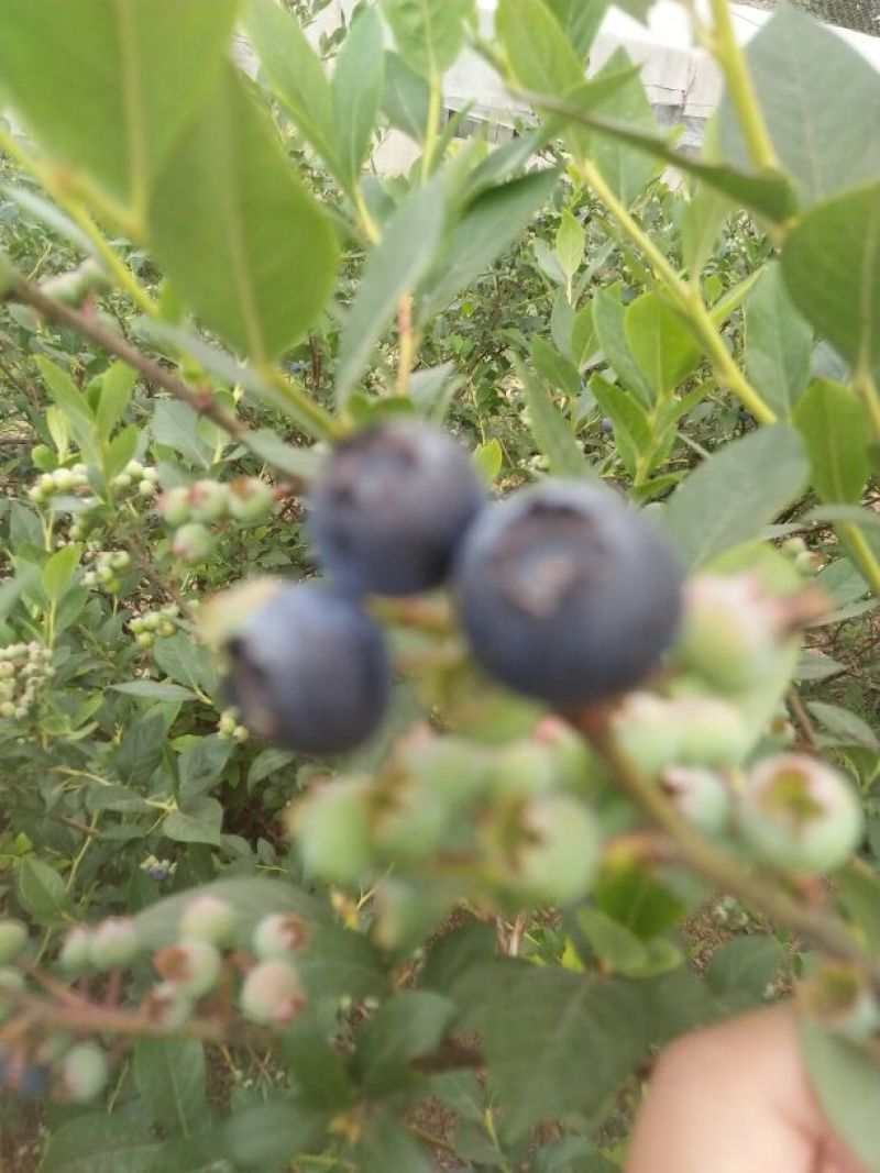 蓝丰蓝莓6~8mm以上