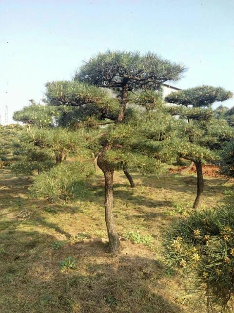 造型松