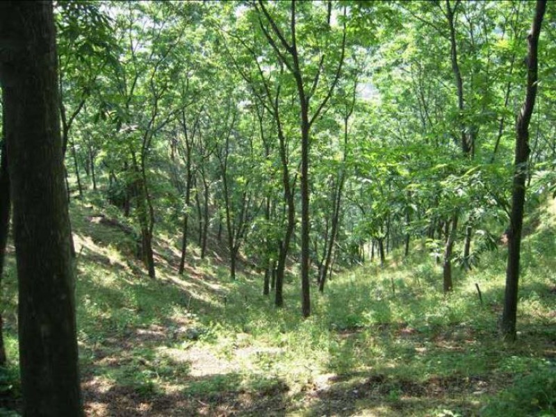 山核桃