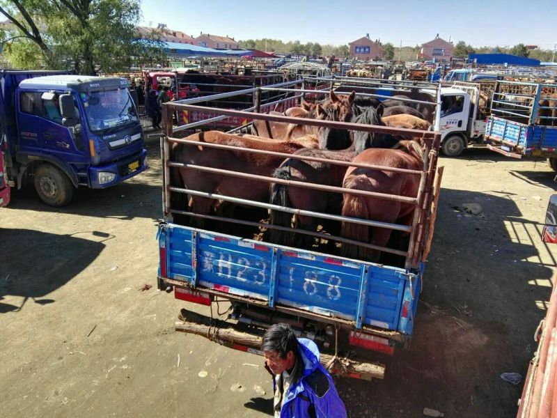蒙古马200~300kg