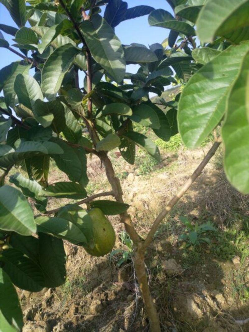 西瓜番石榴苗30~50cm