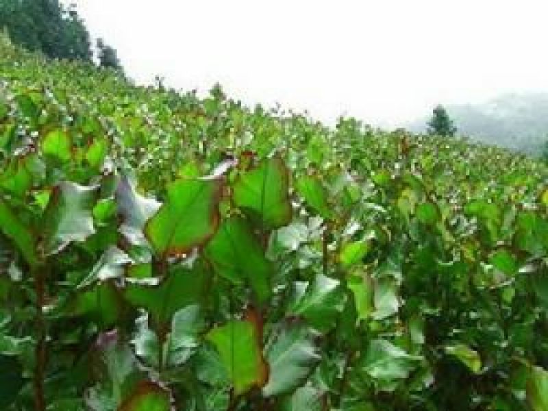芭蕉芋3厘米以上
