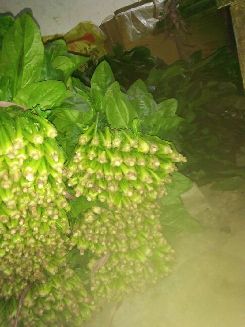 越冬菠菜25~30厘米