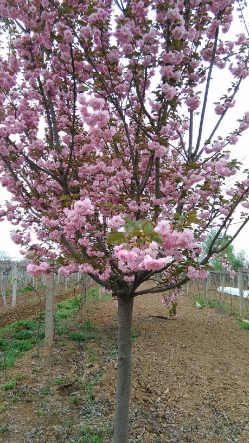 樱花树