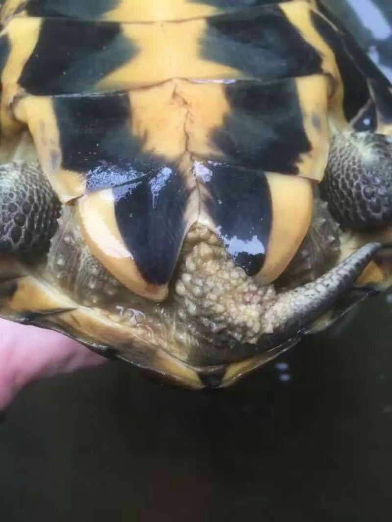 鳖