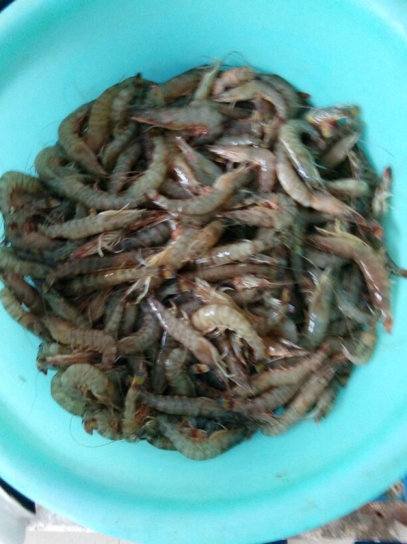 基围虾食用冰鲜虾