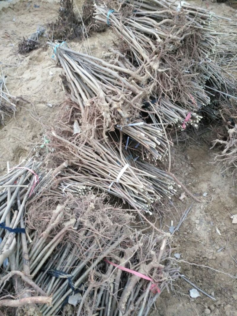 红油香椿苗大棚80cm以上