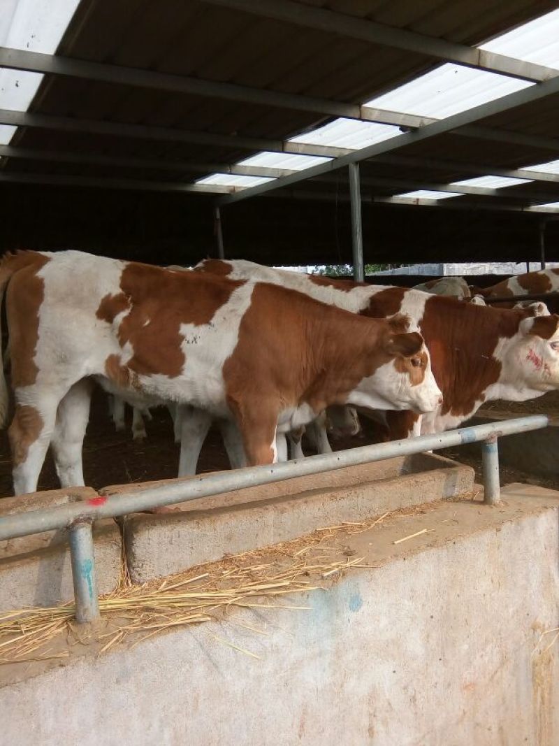 西门塔尔牛犊300~400kg