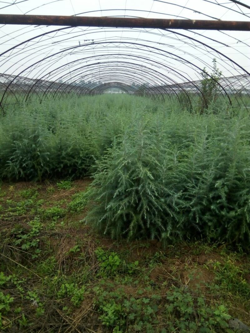 大叶女贞4cm以下