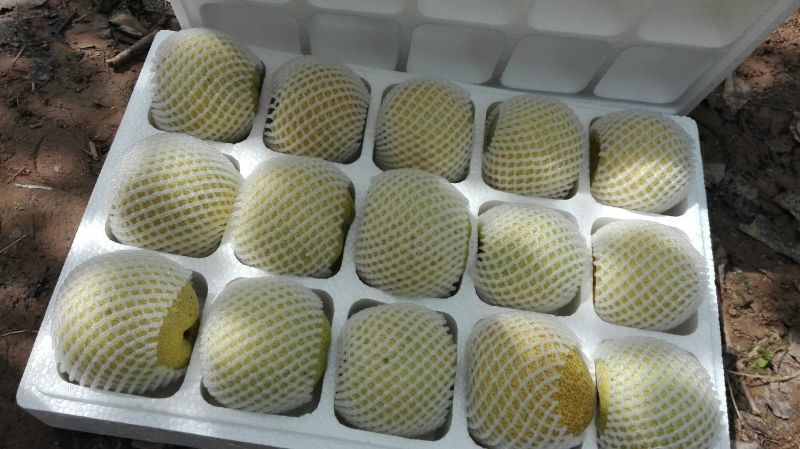 砀山梨