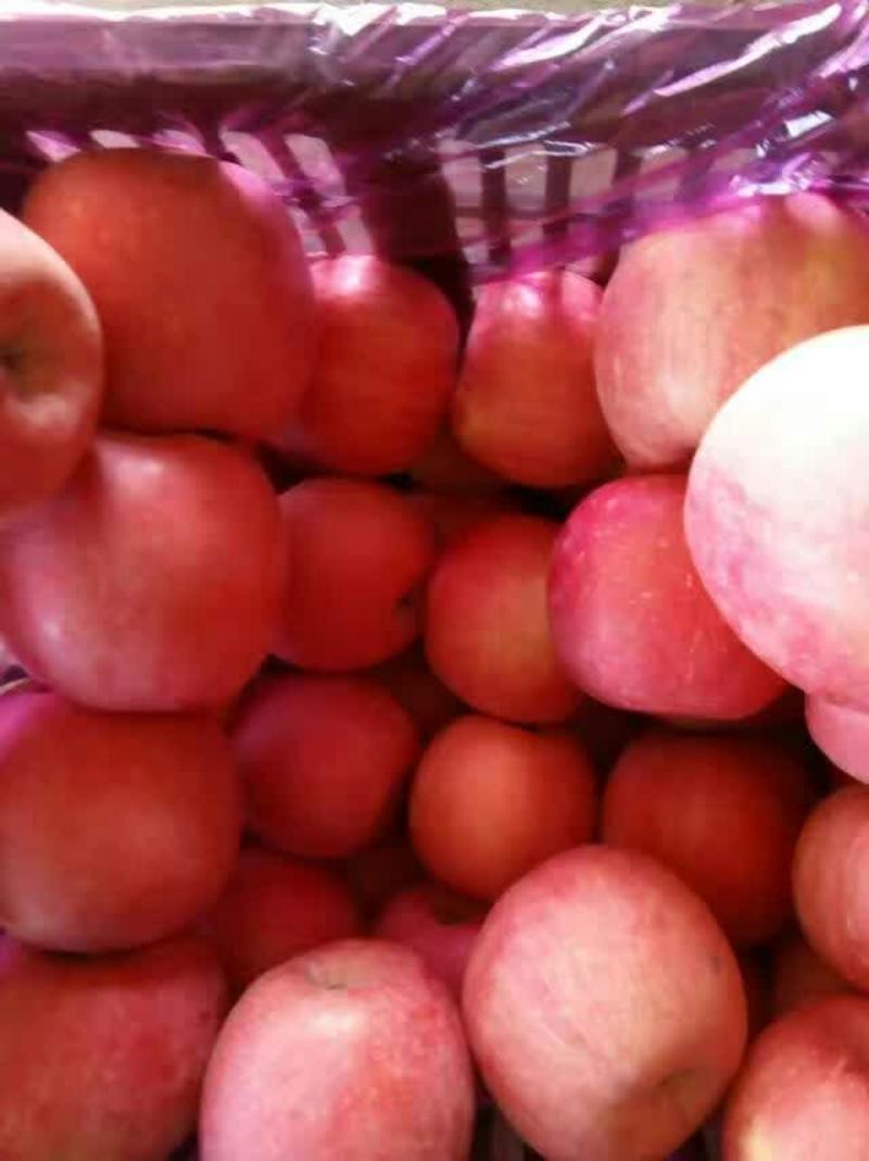 绥中县山果红富士苹果80mm以上纸袋货源充足。