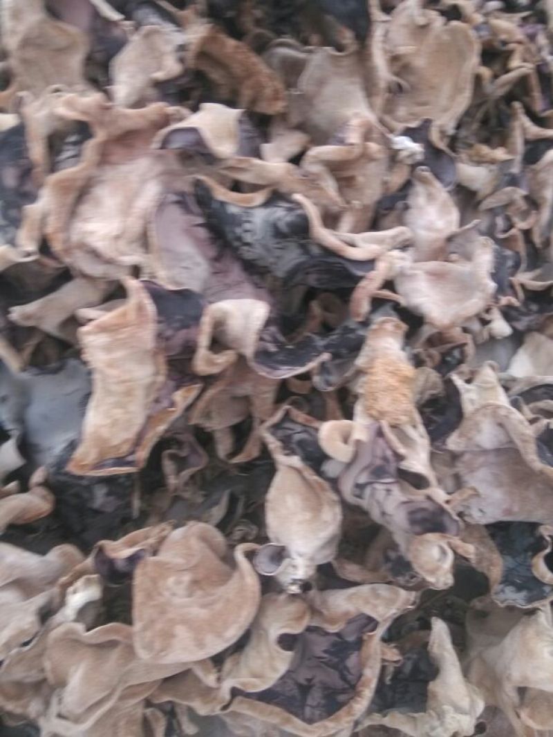 毛木耳一级