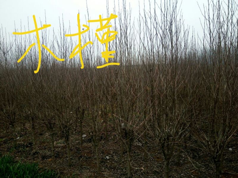 木槿