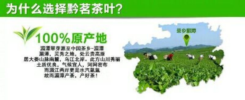 湄潭翠芽