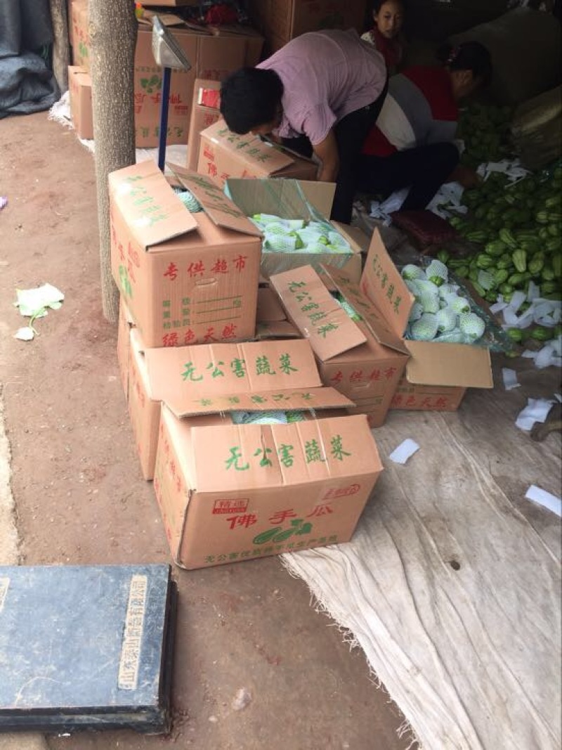 佛手瓜，优质山东货源精品，网套加泡沫箱等
