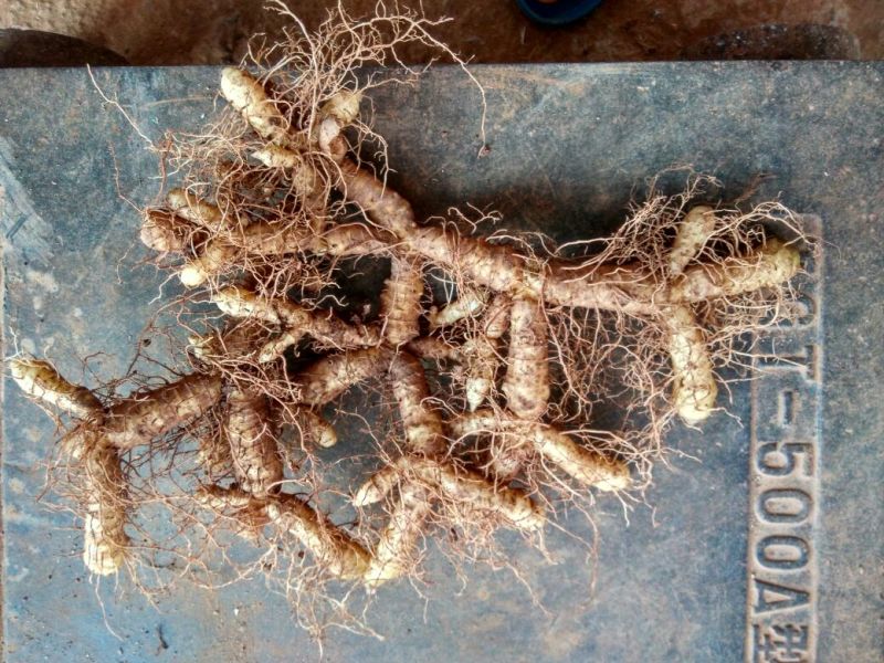 玉竹湿、大量有各种规格的玉竹