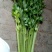 西芹40cm以上