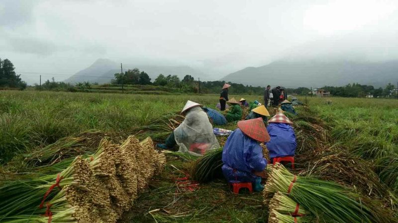 新鲜香茅，泰国香茅，越南香茅，基地直发，味香茎粗