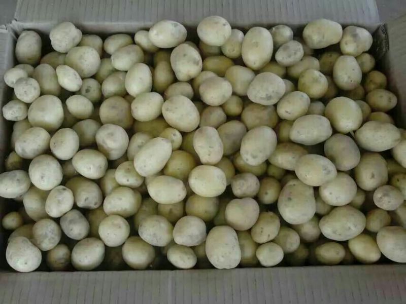 迷你土豆1两以下长年供应油炸小土豆，规格标准