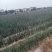 铁杆大葱35~40cm毛葱2cm左右