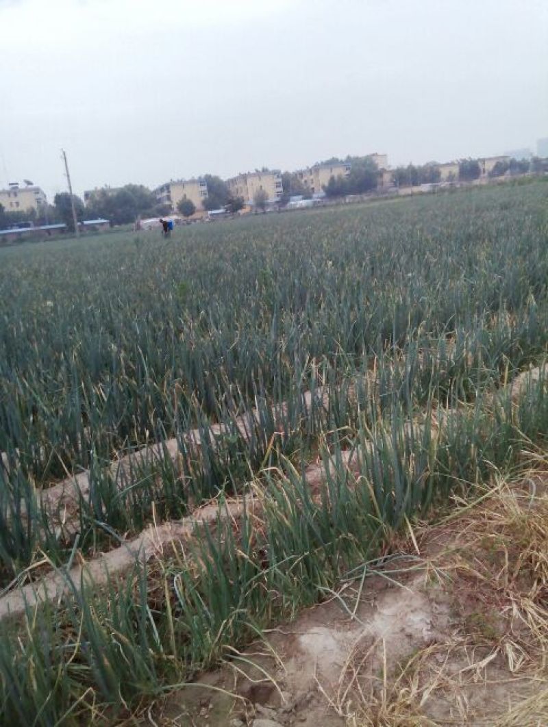铁杆大葱35~40cm毛葱2cm左右