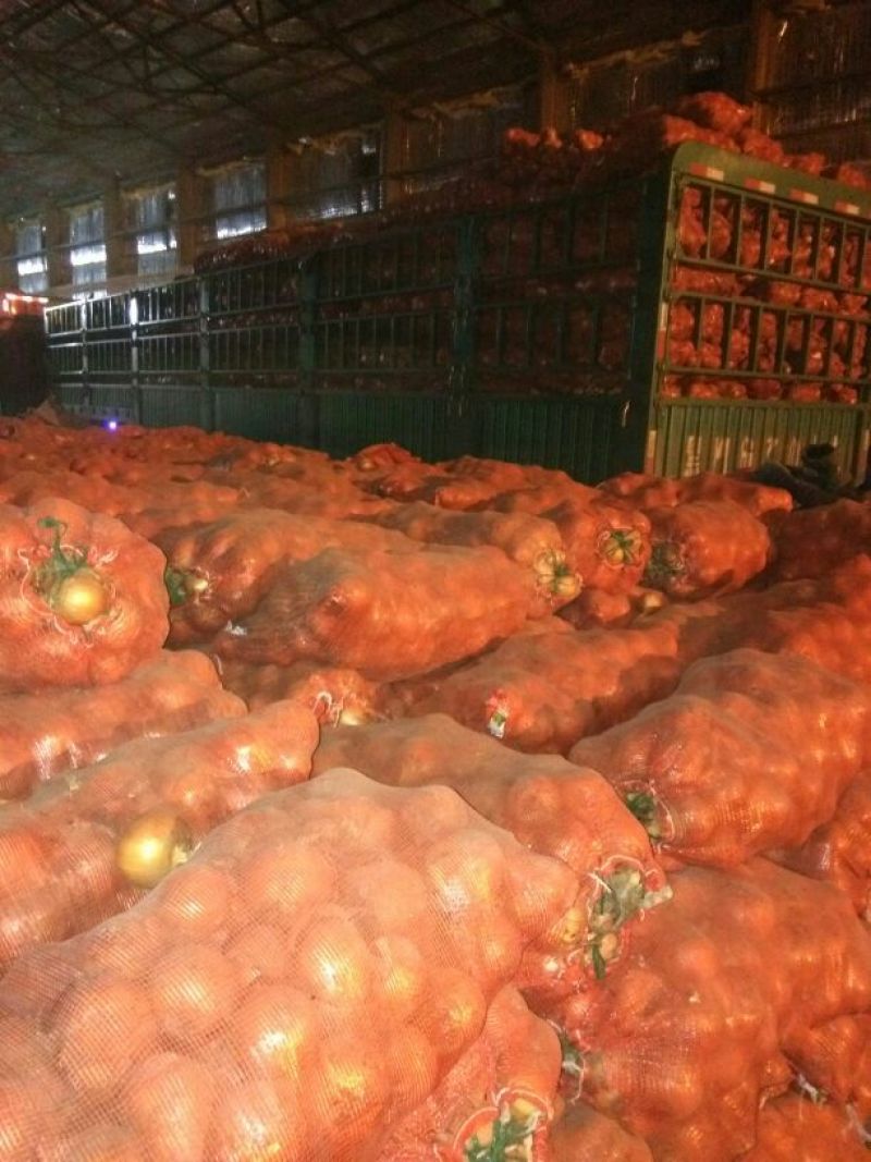 代办，代发牡丹江黄皮洋葱8厘米以上全国供货