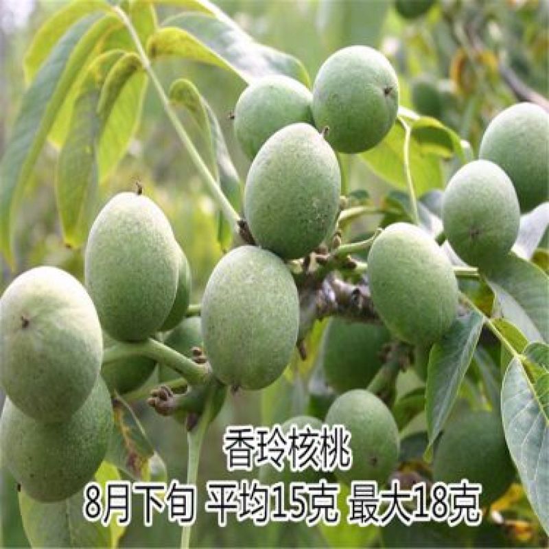 核桃苗50~100cm二年苗