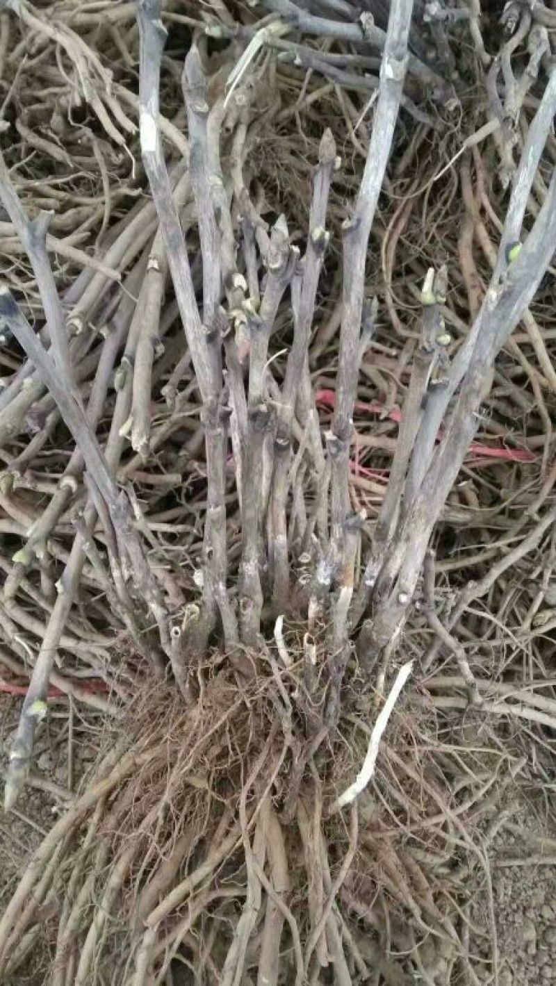 牡丹杂色品种一至五年苗