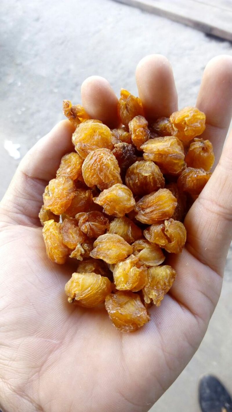 桂圆