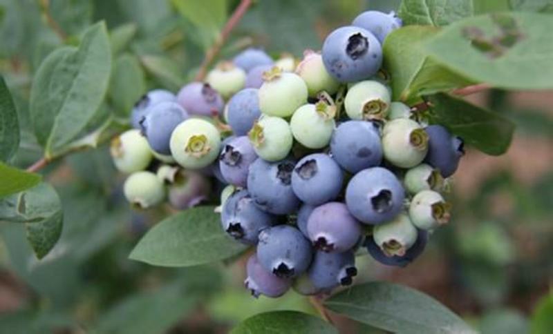 蓝莓苗新品种蓝莓苗1-5苗保湿邮寄免费提供种植