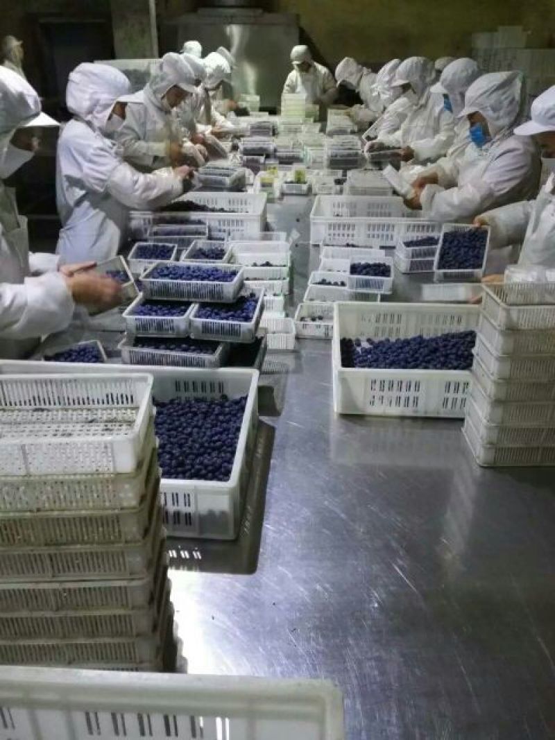 蓝莓鲜果12~14mm以上