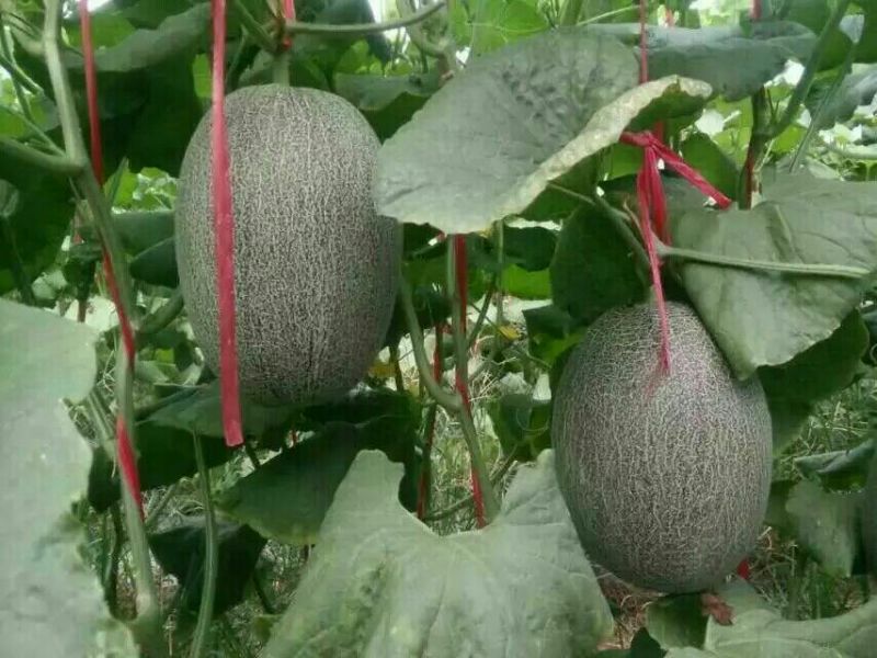 西州蜜瓜